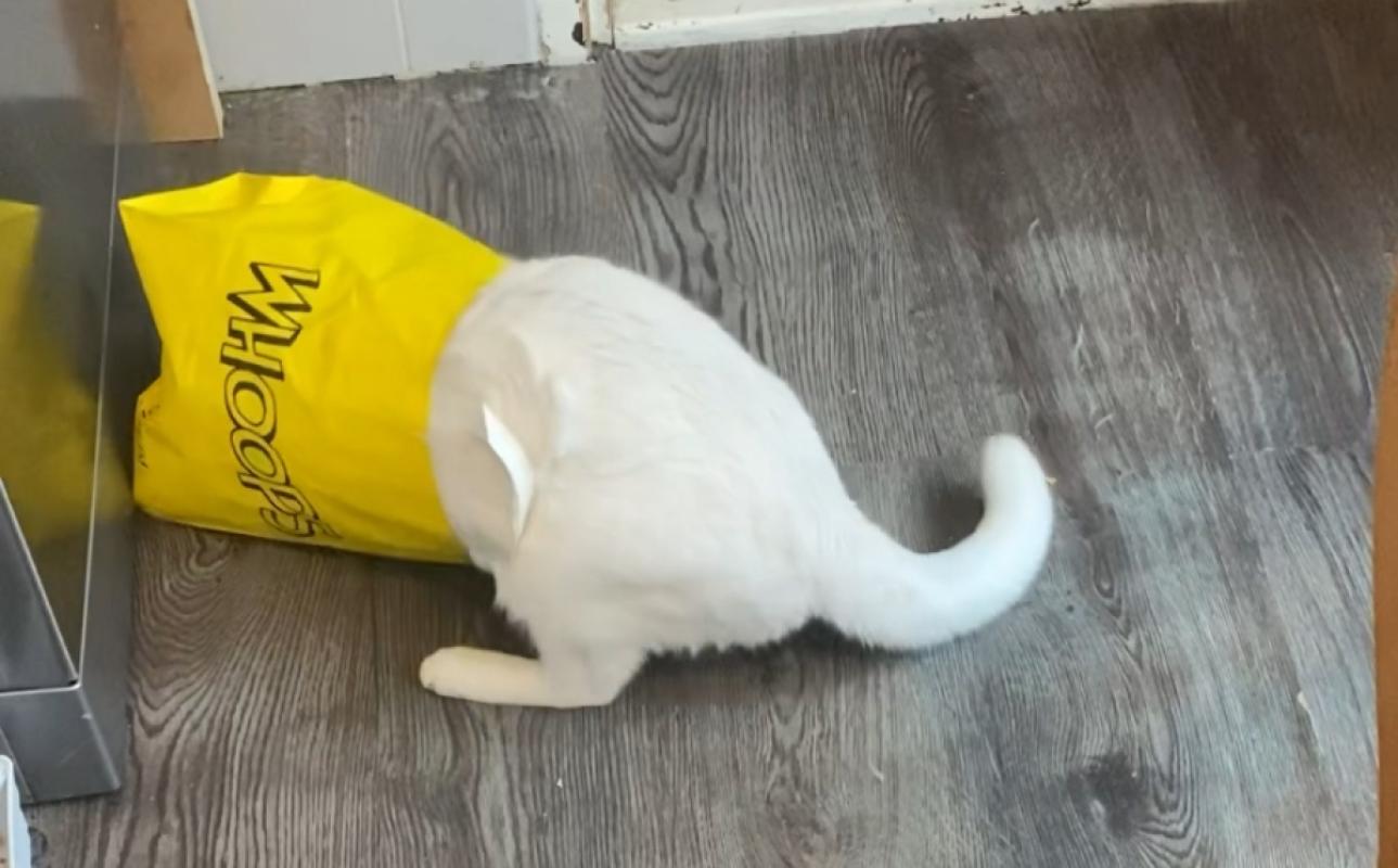 Pamuk