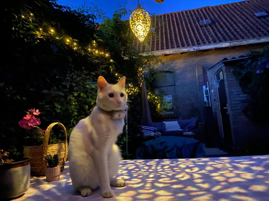 Pamuk