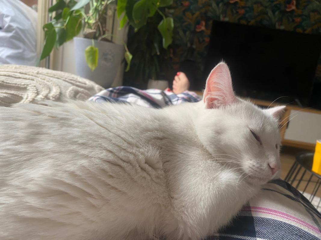 Pamuk