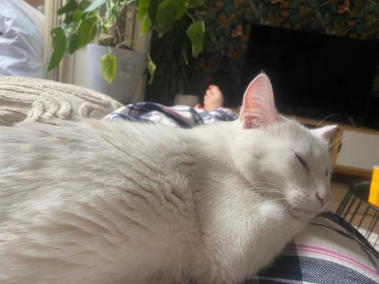 Pamuk