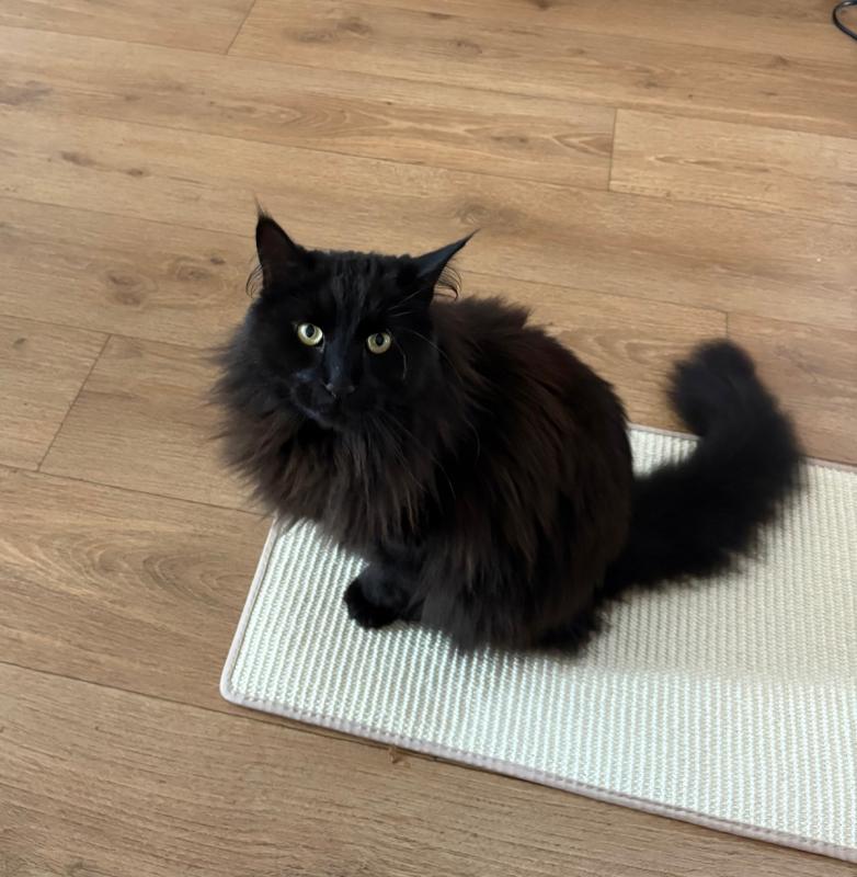 Pumba