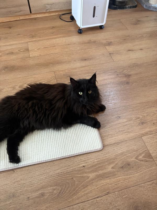 Pumba