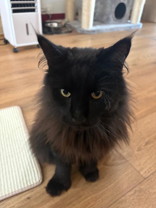 Pumba