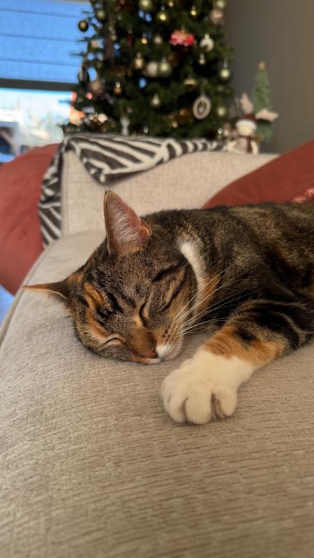 Zazou