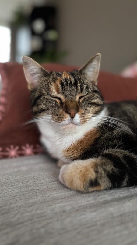 Zazou