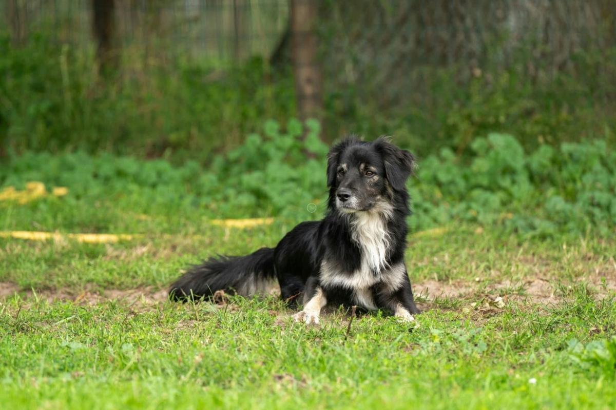 Simon