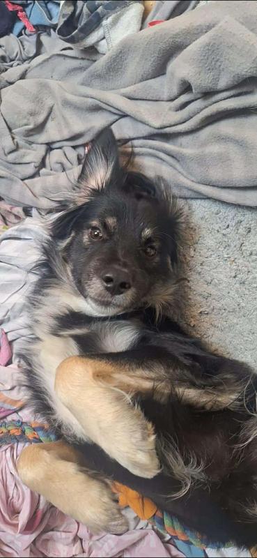 Simon