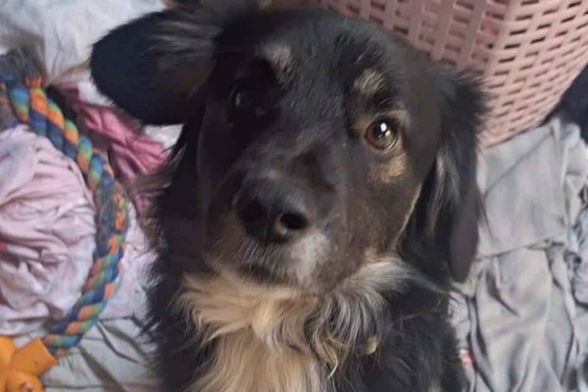 Simon