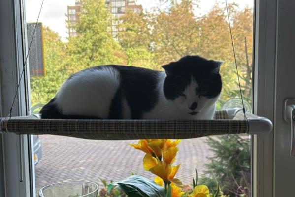 Snuit