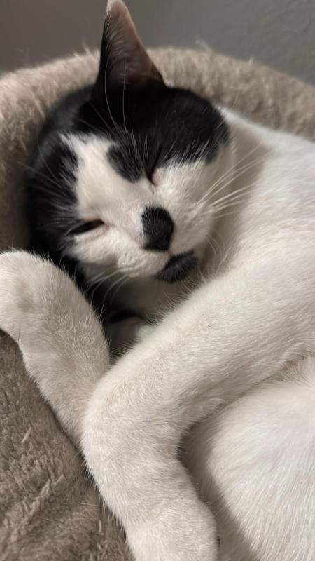 Snuit