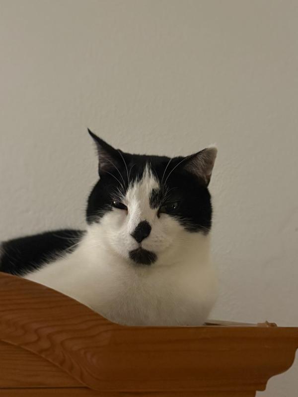 Snuit