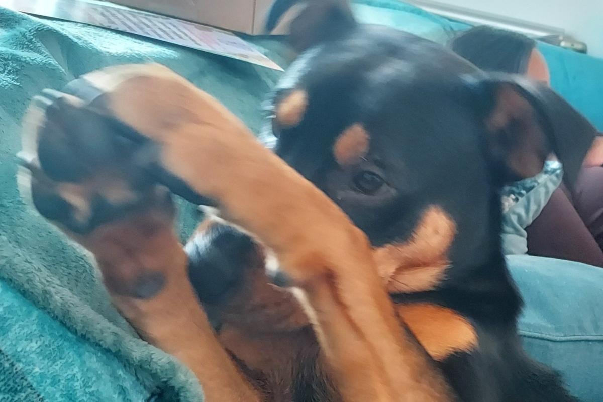 Mojo