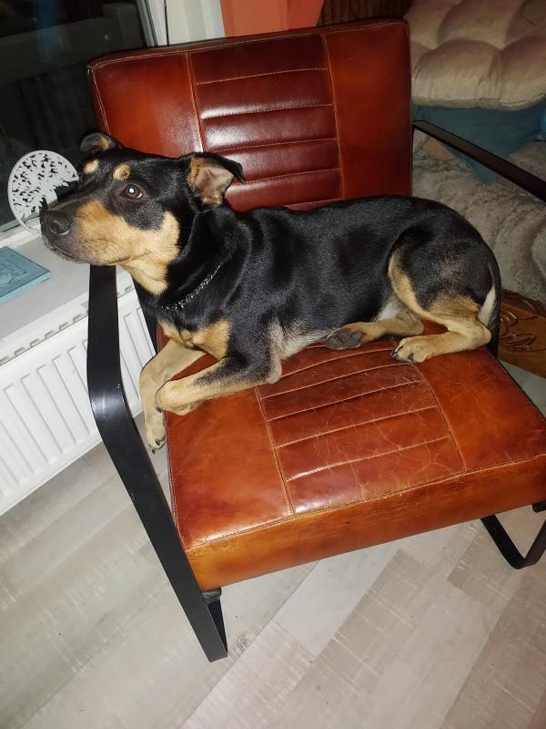 Mojo