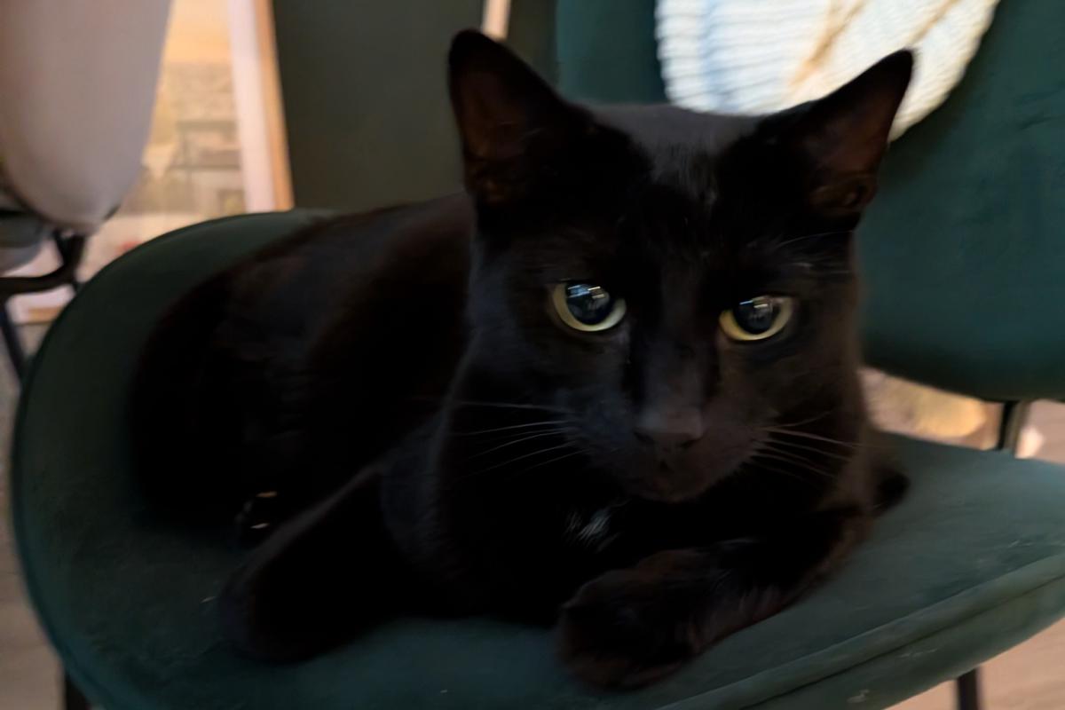 Bo
