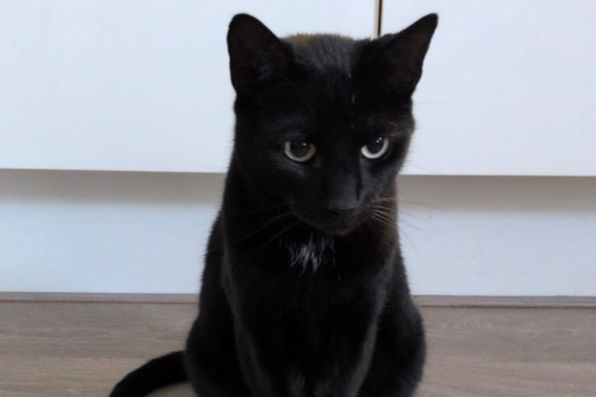 Bo