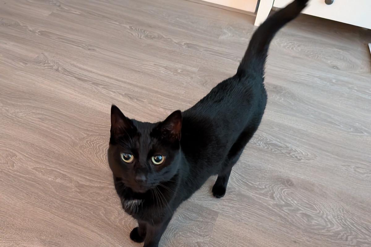 Bella