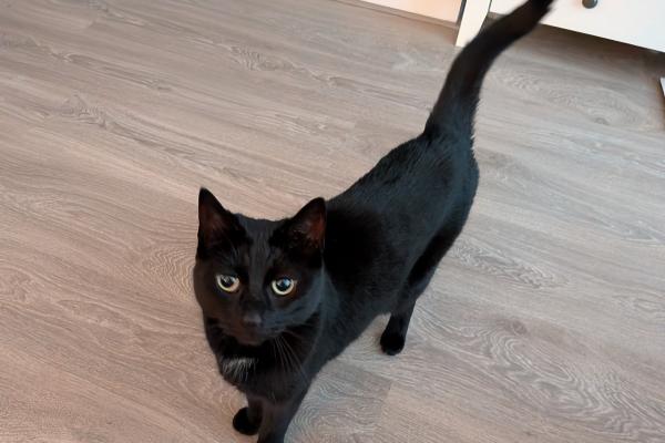 Bella