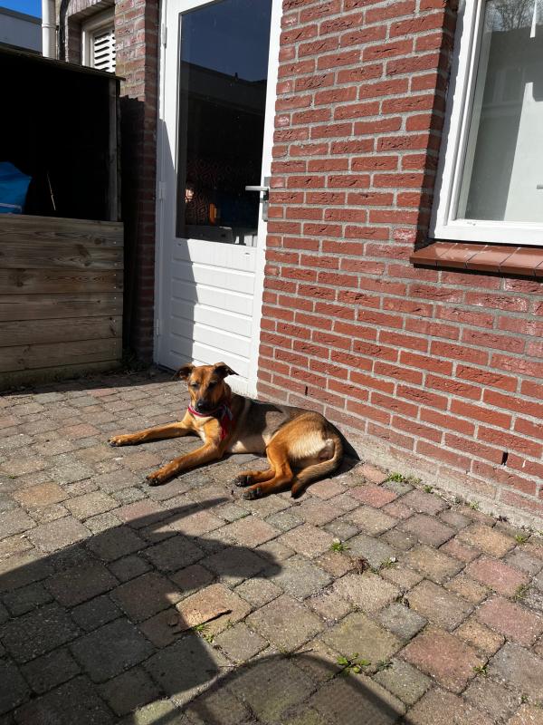 Dotje