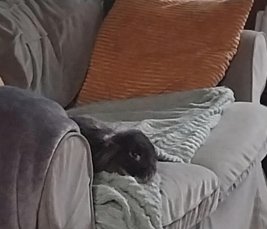 Pepper