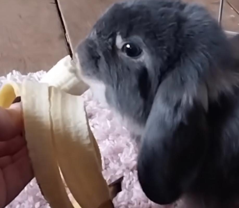Pepper