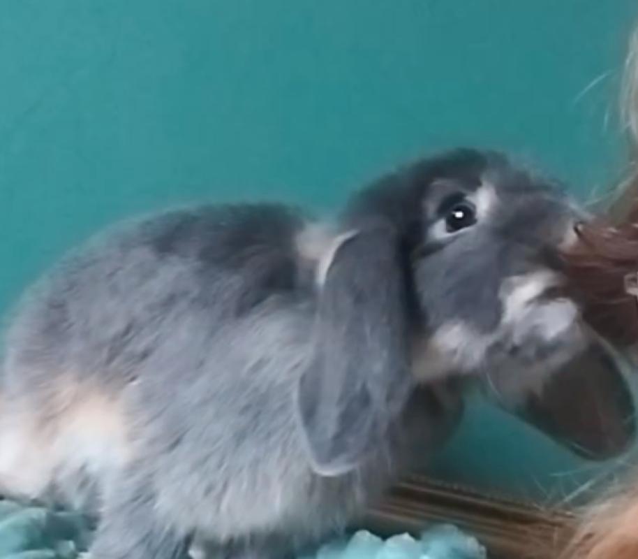 Pepper