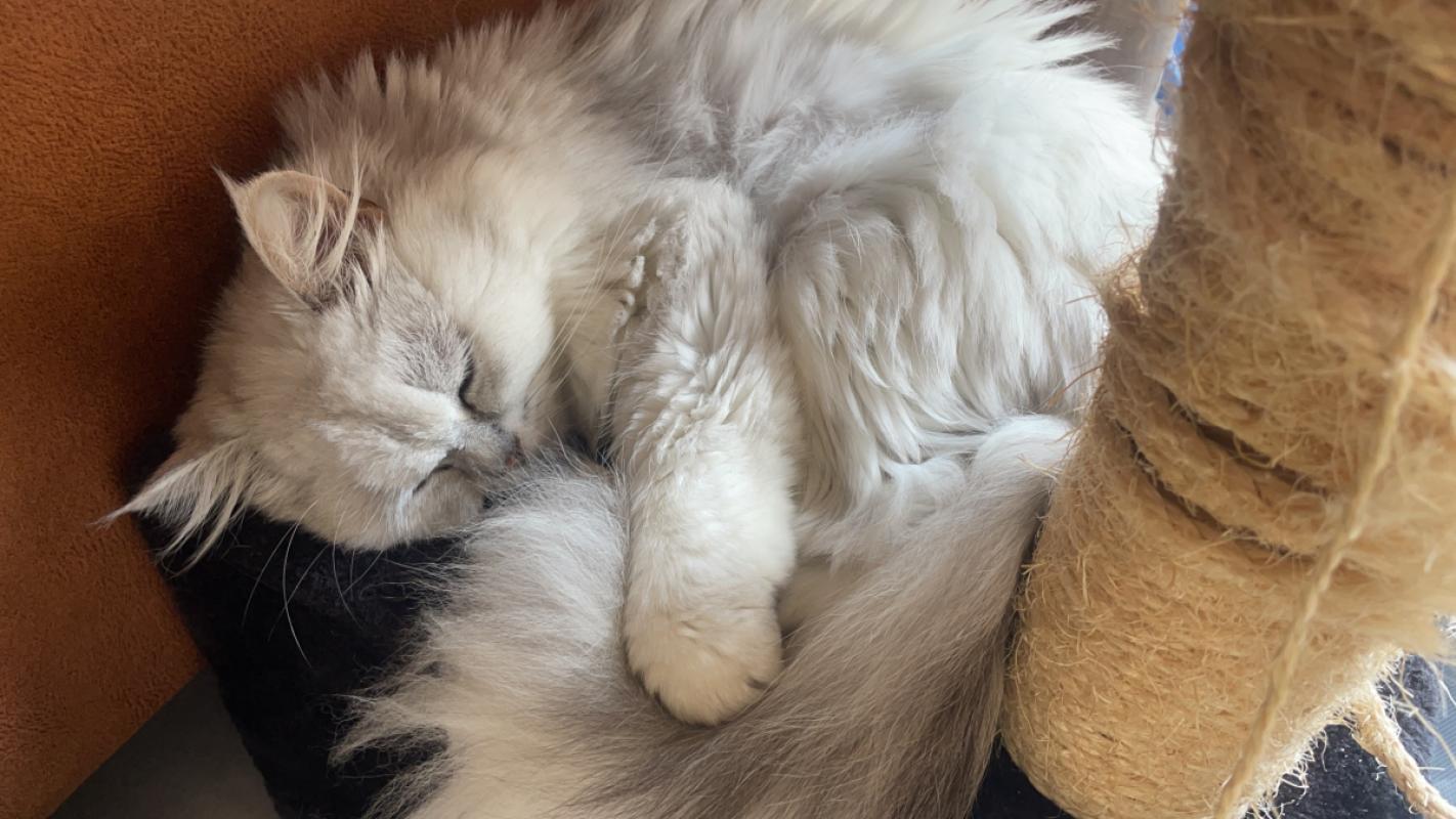 Bella