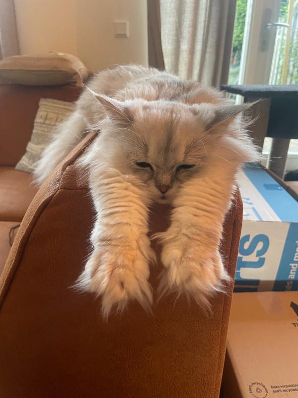 Bella