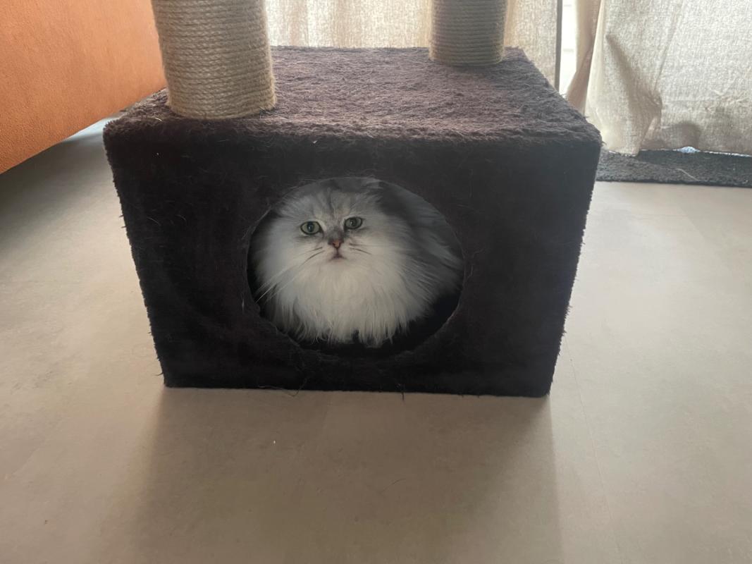 Bella