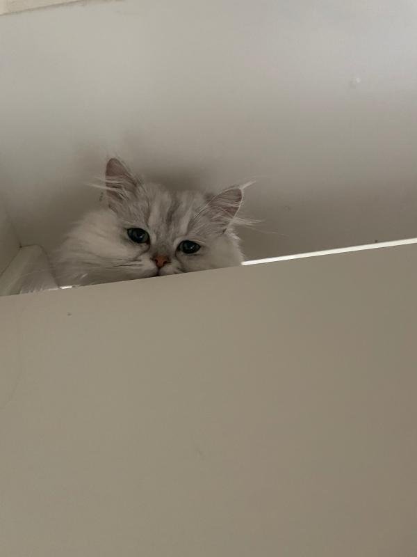 Bella