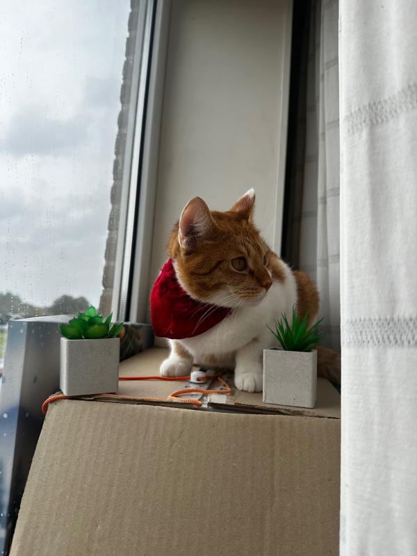 Nala