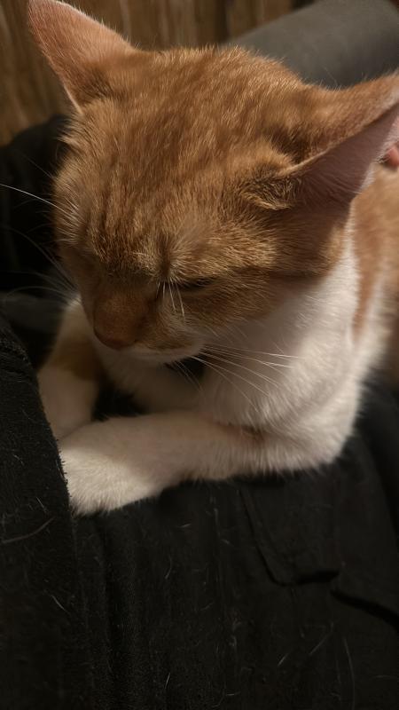 Nala