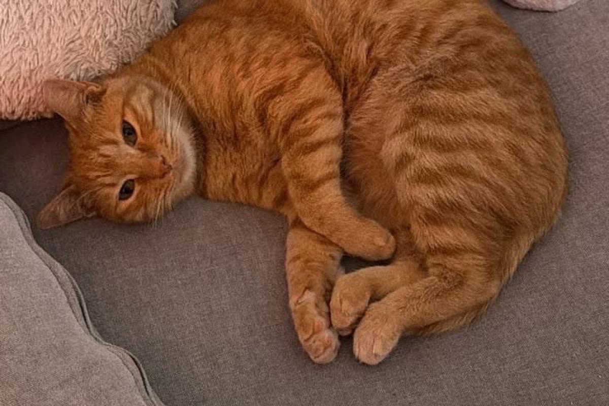 Garfield