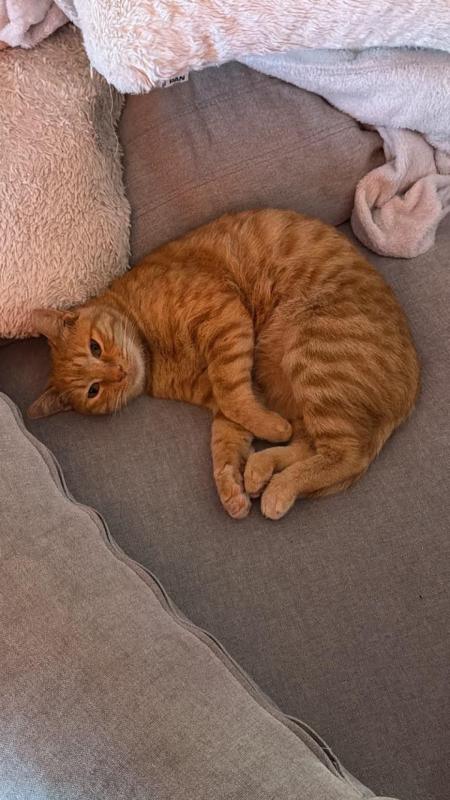 Garfield