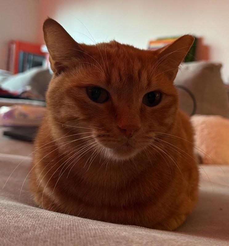 Garfield