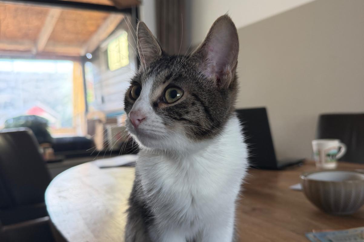 Finn