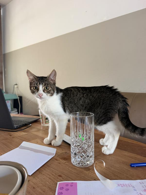 Finn