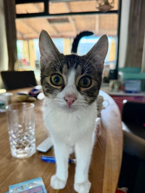 Finn