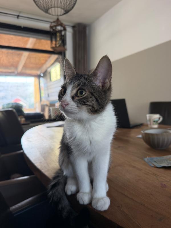 Finn