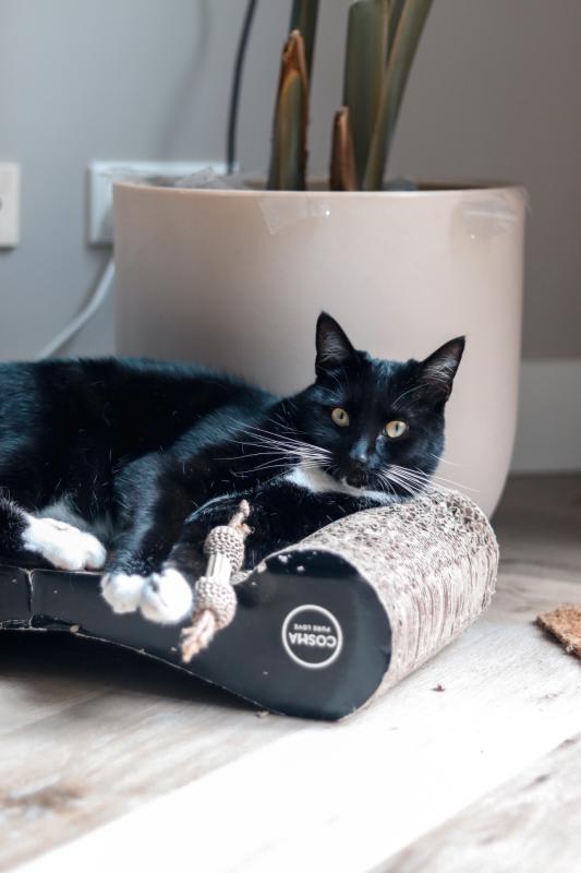 Kees