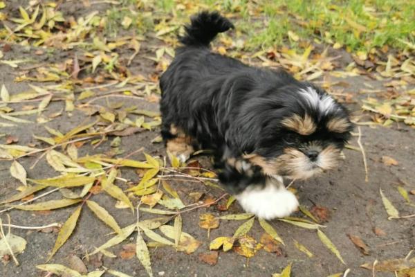 Lilly