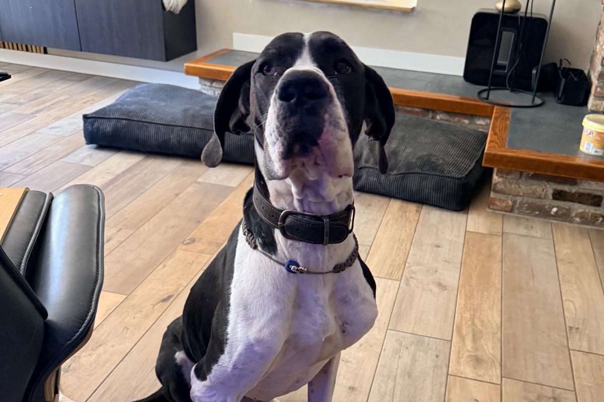 Duke