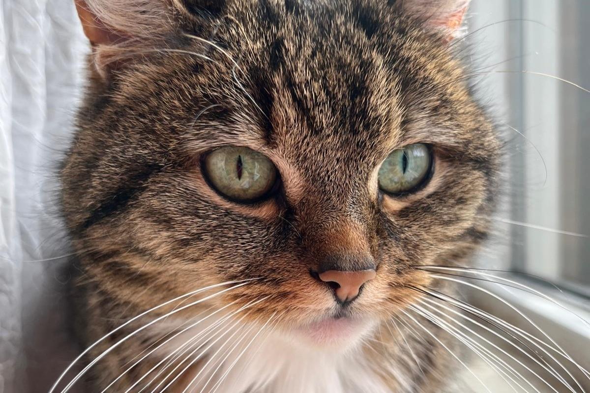 Mimi