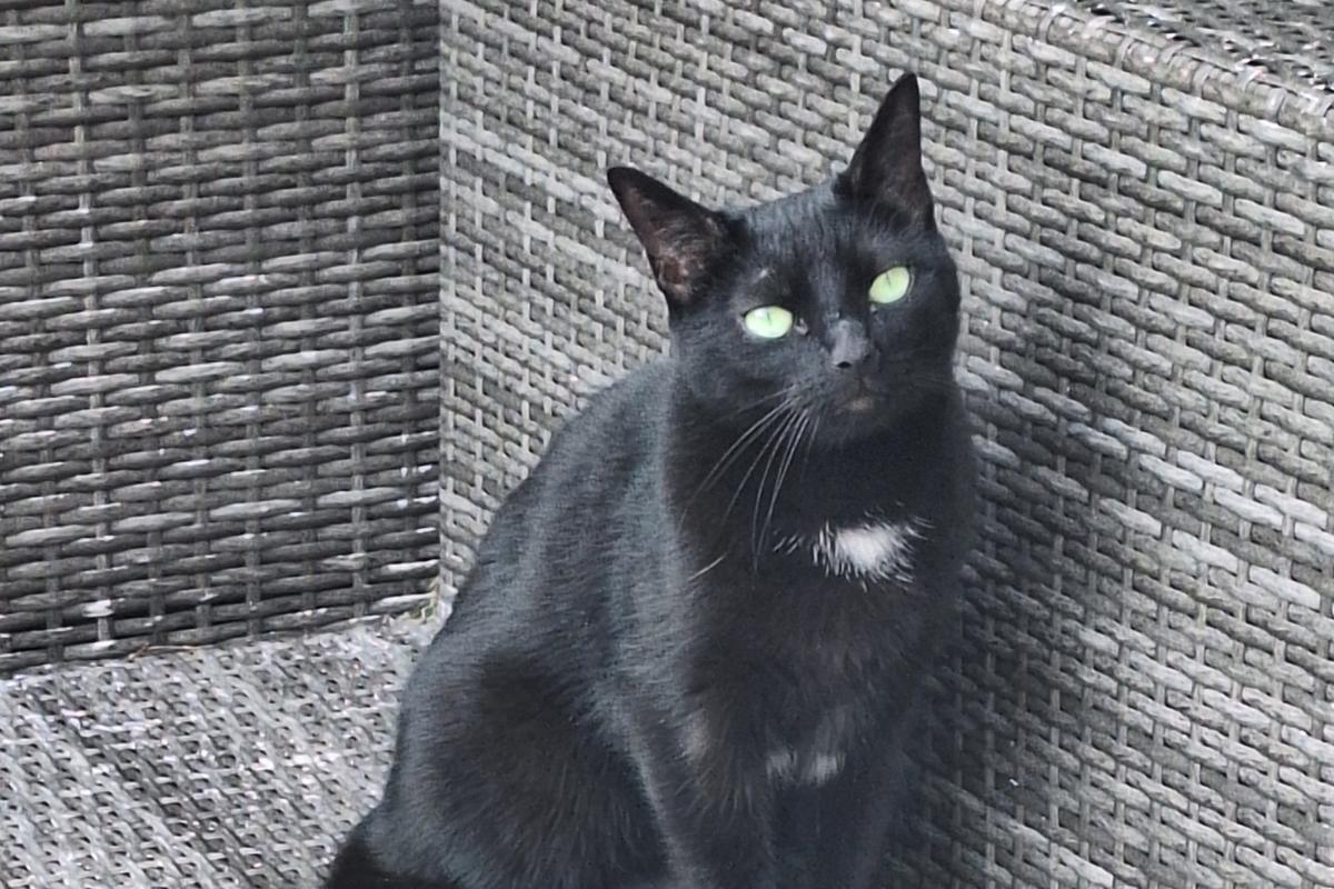 Cleo