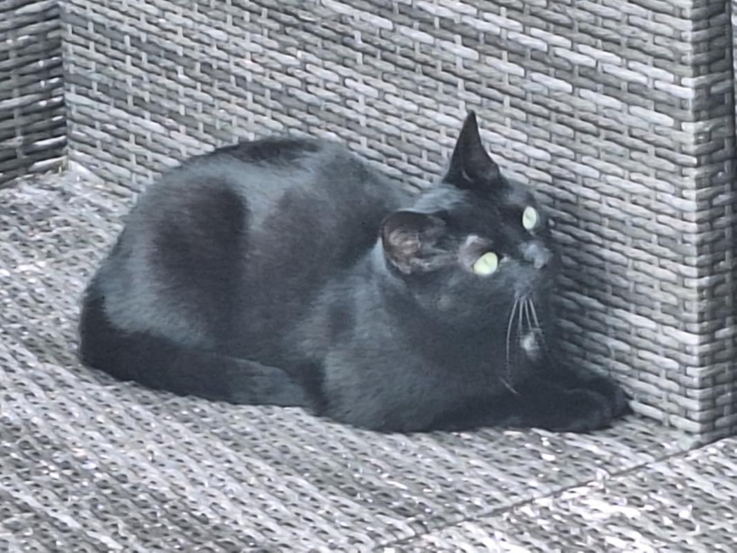 Cleo