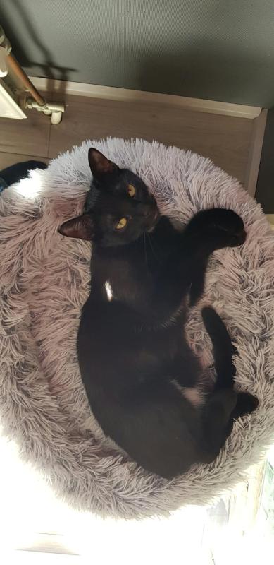 Cleo