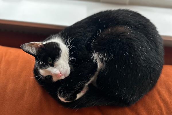 Toepie