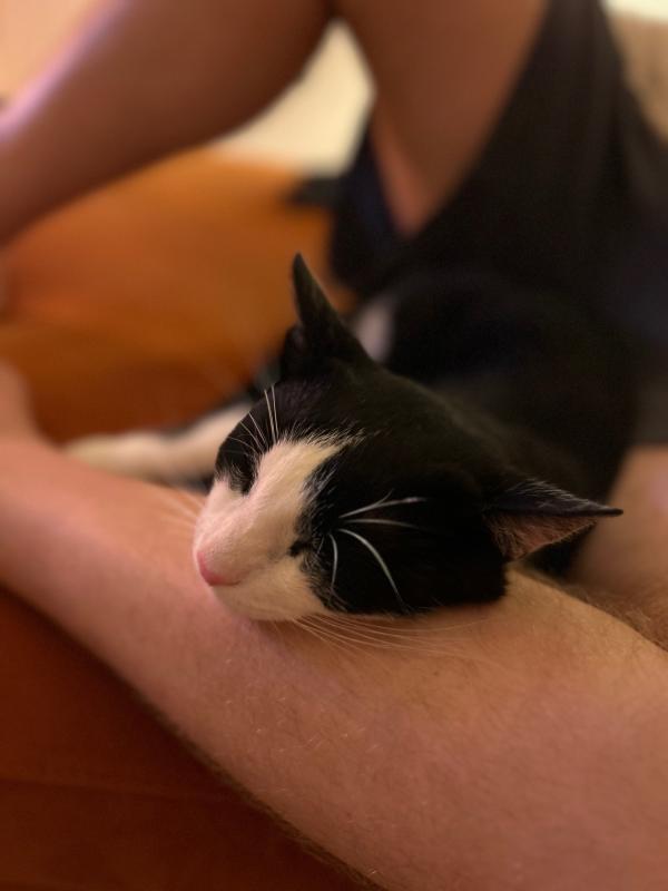 Toepie