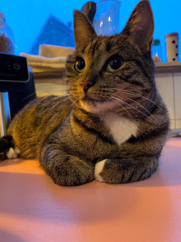 Pippa