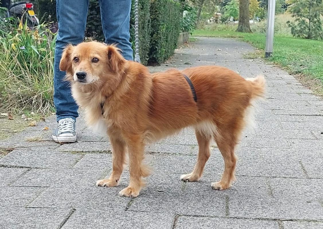 Anouk