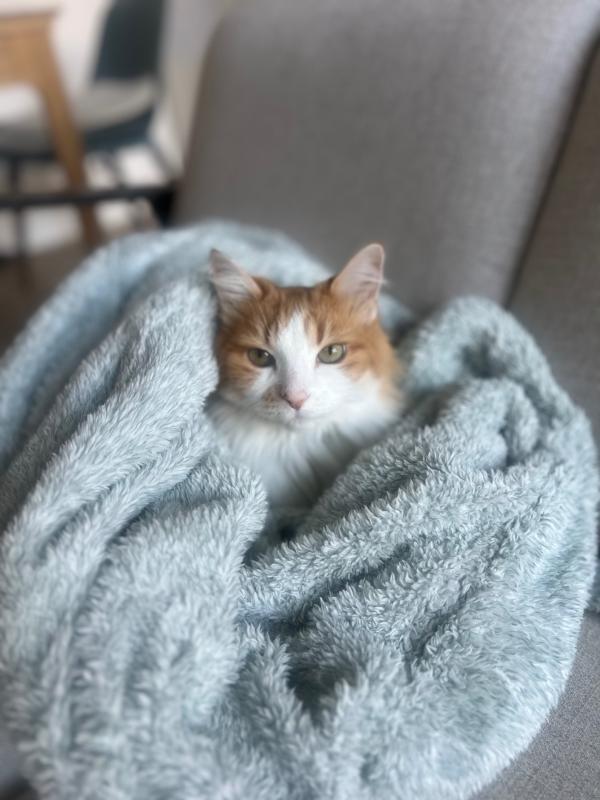Spaghetti